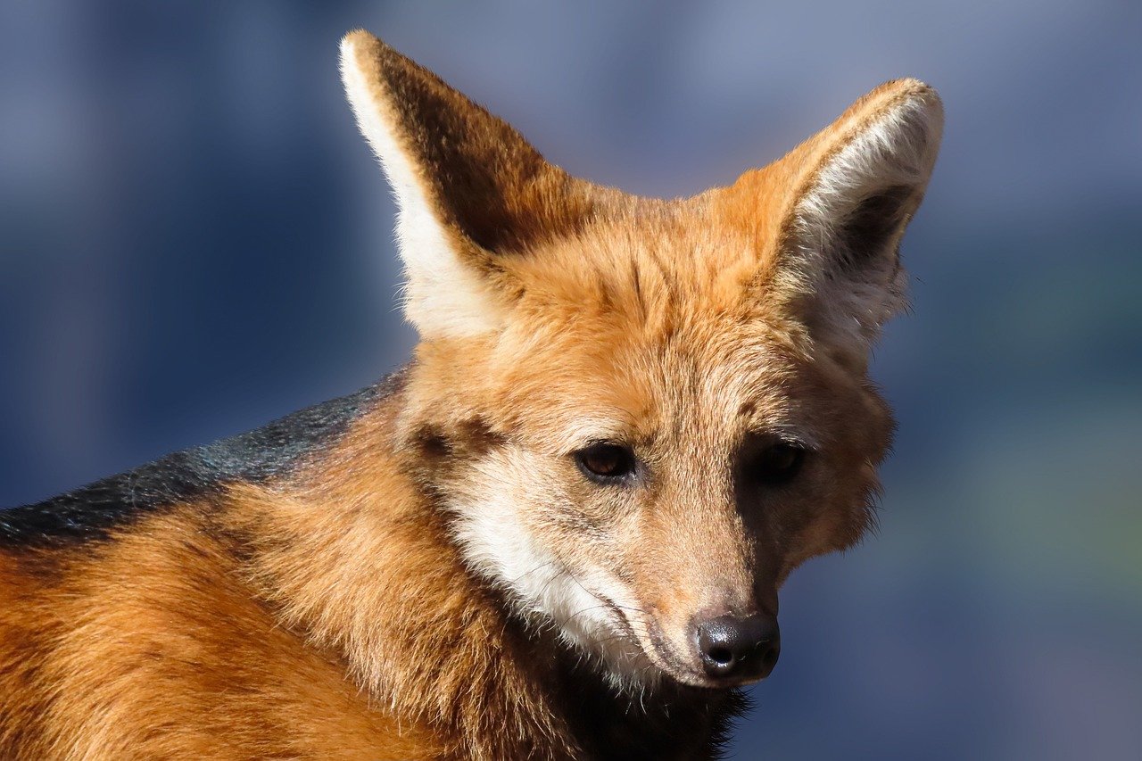 Maned Wolf (Chrysocyon brachyurus)