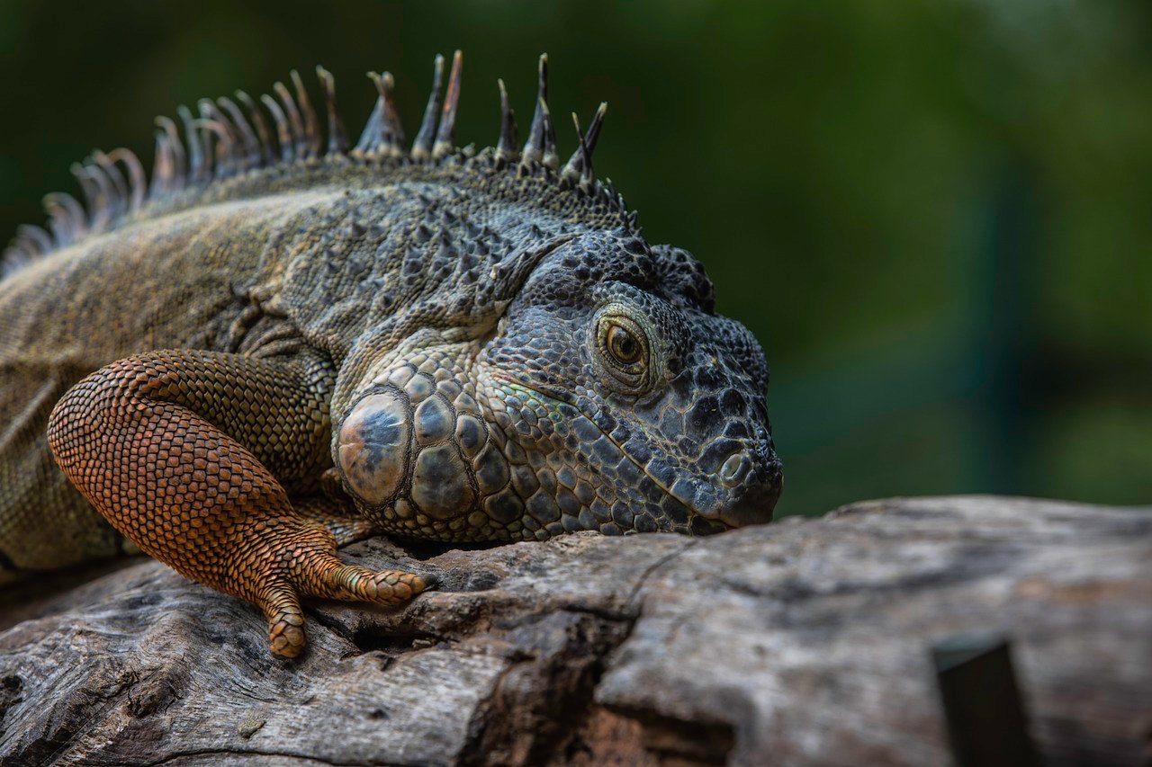 Marine Iguana (Amblyrhynchus cristatus)
