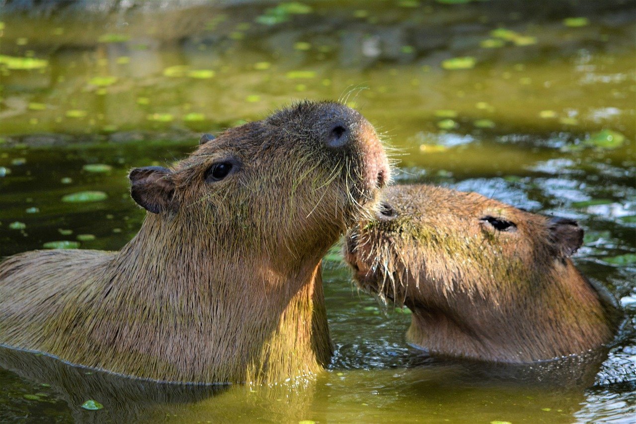 Capybara (Hydrochoerus hydrochaeris)