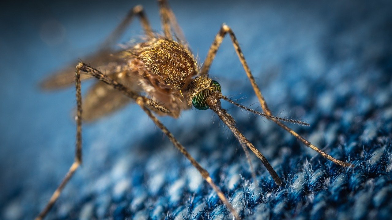 Mosquitoes: Small but Deadly