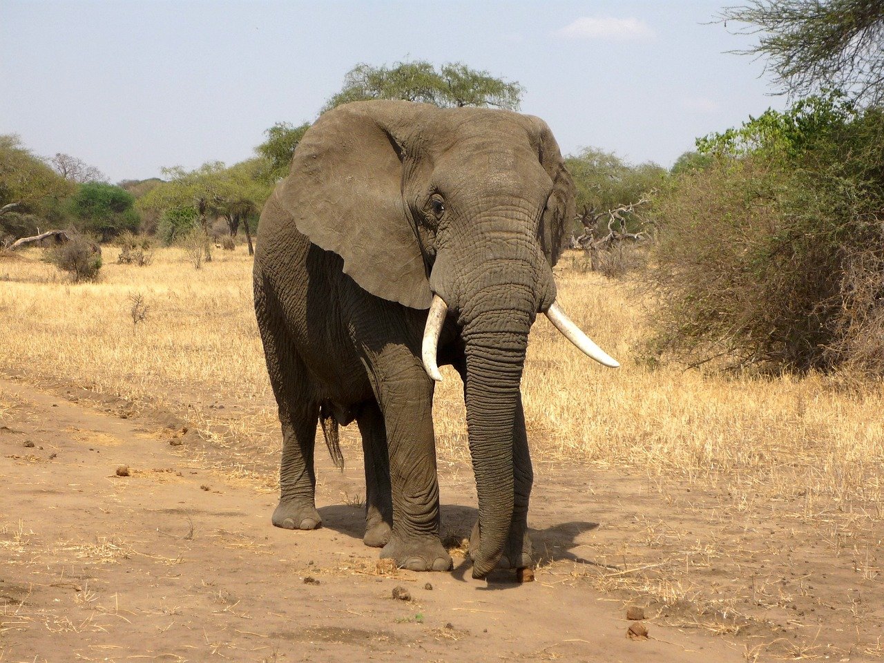 African Safari: Wild Encounters