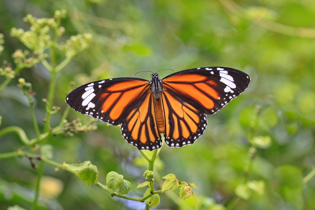 Monarch Butterfly Biosphere Reserve: Nature's Most Enchanting Show