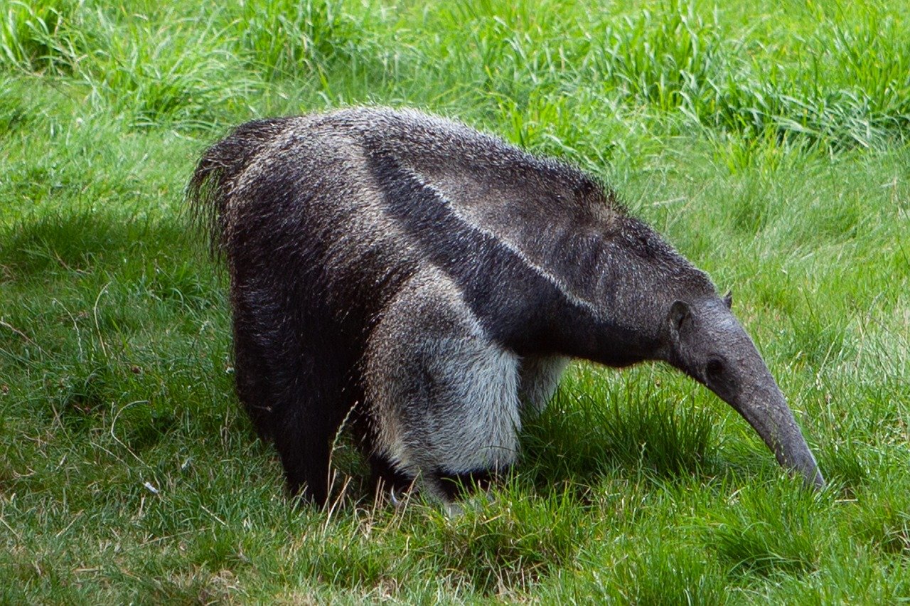 Giant Anteater (Myrmecophaga tridactyla)