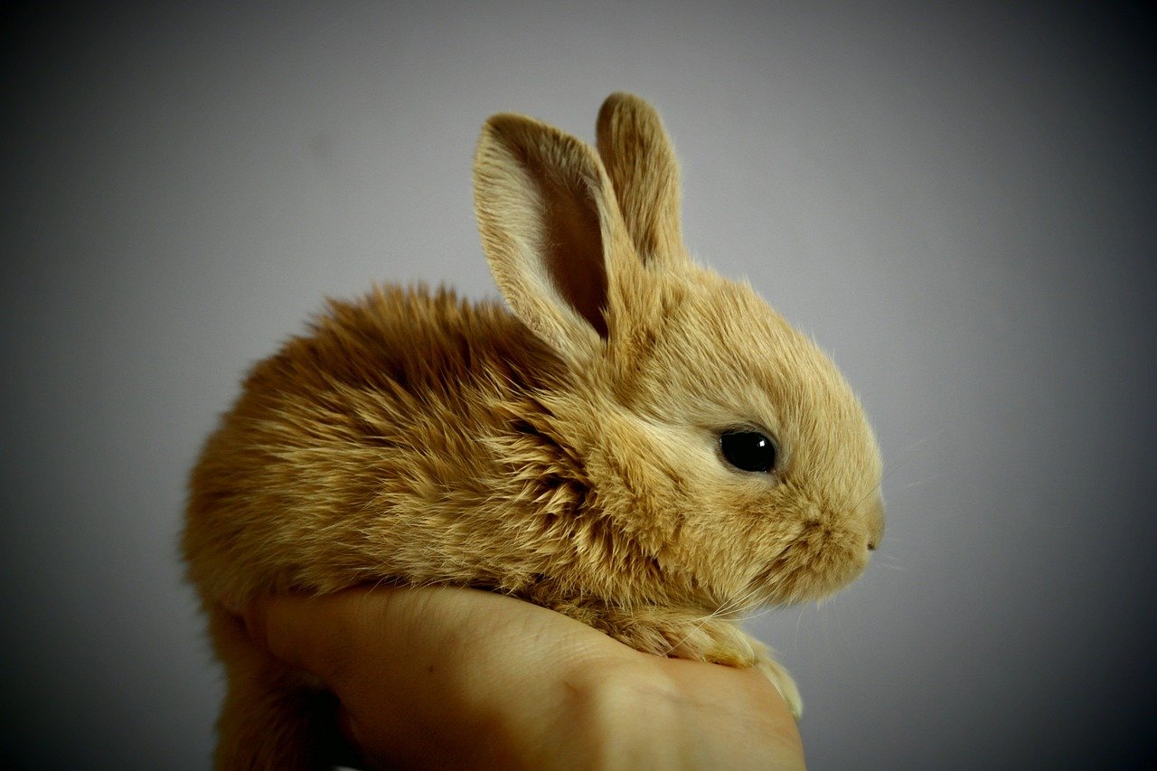 Rabbits: Quiet Companionship for Tight Spaces