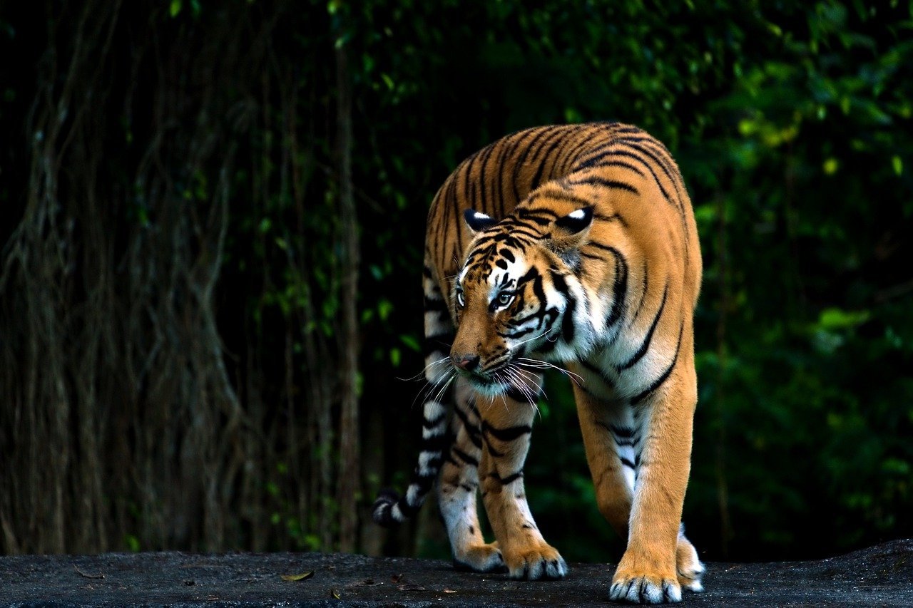 India: Land of the Bengal Tiger