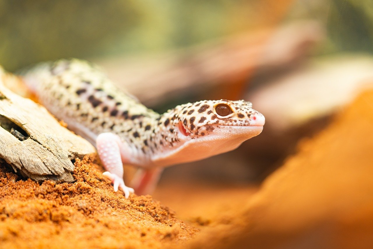 Leopard Geckos: The Resilient Reptiles