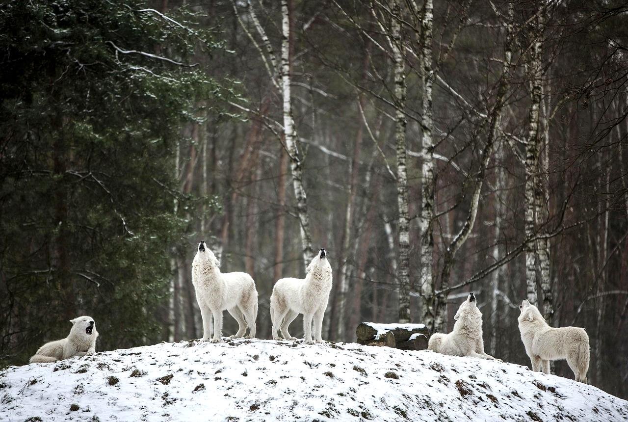 The Global Presence of Wolves