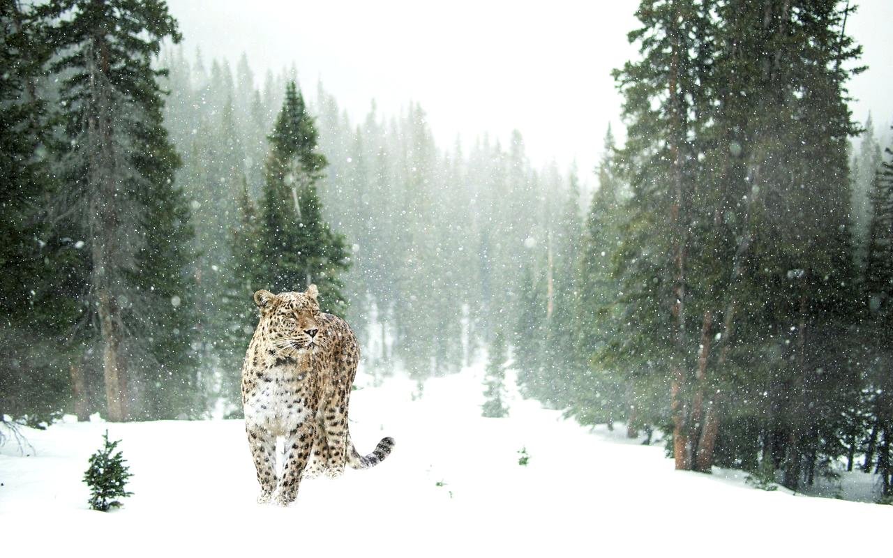 4. Snow Leopard (Panthera uncia)