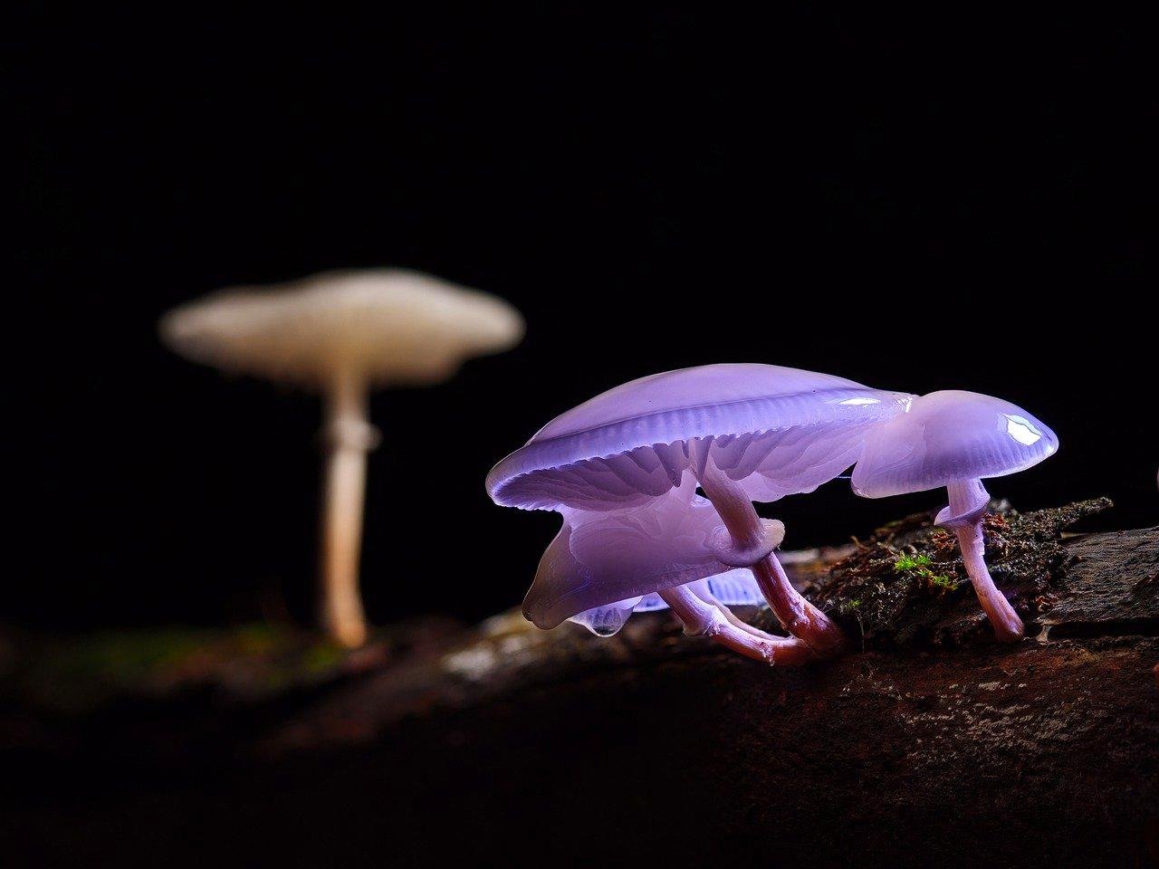 Glow-in-the-Dark Mushrooms