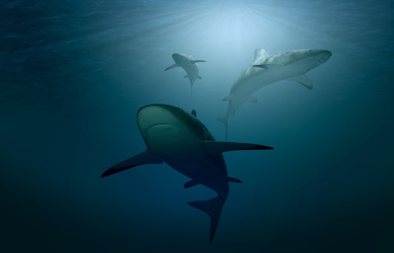 Sharks: The Ocean's Apex Predators