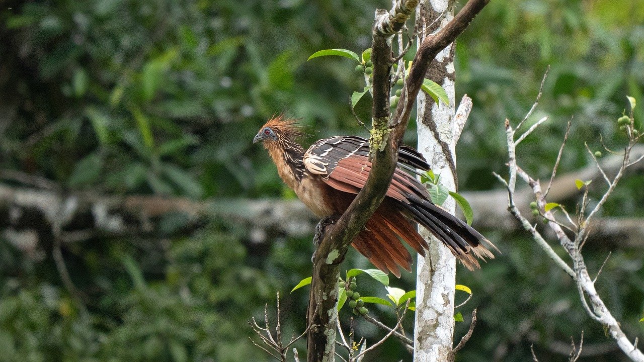 Hoatzin (Opisthocomus hoazin)