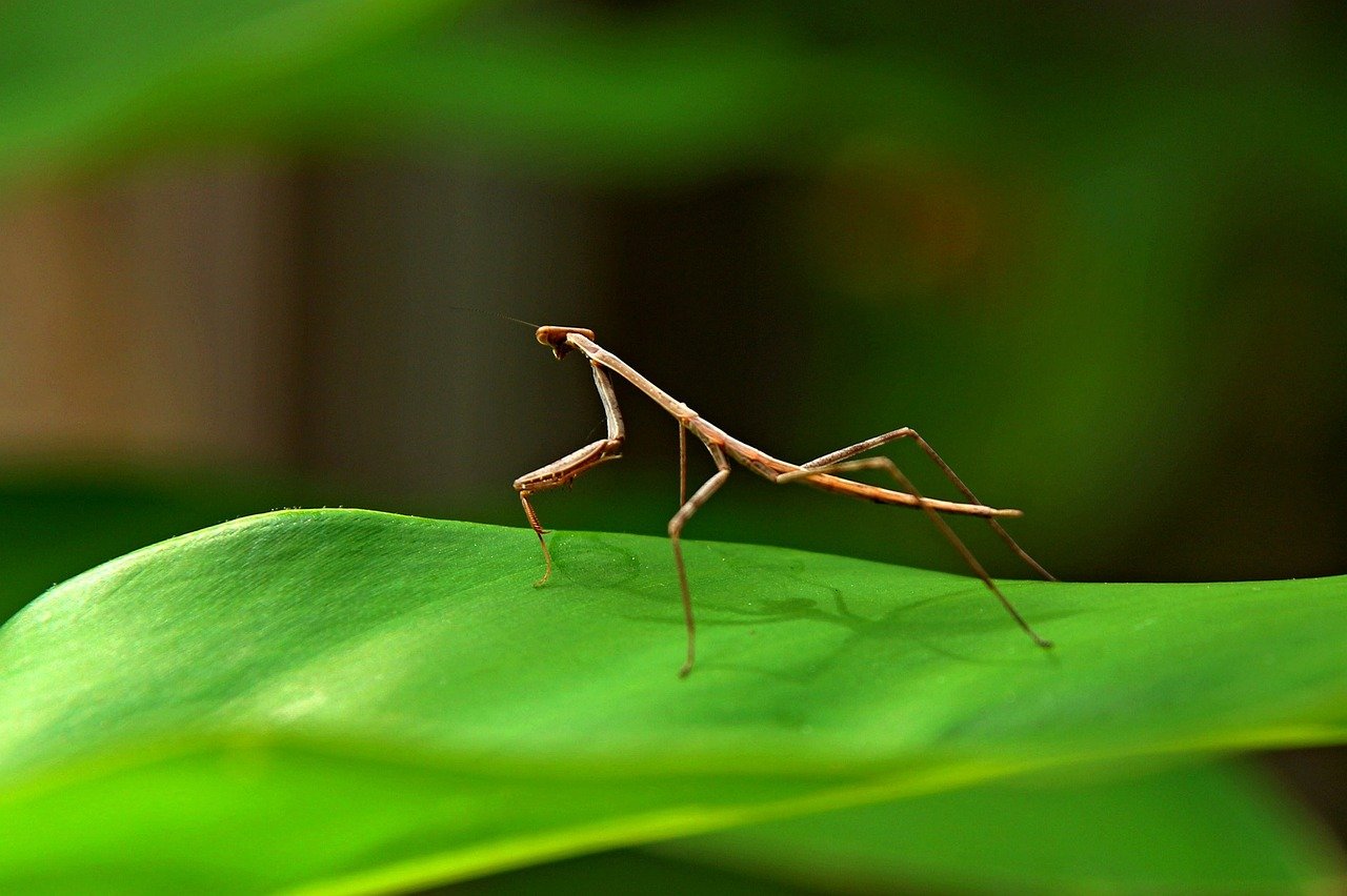 Stick Insects: The Marvelous Masters of Camouflage