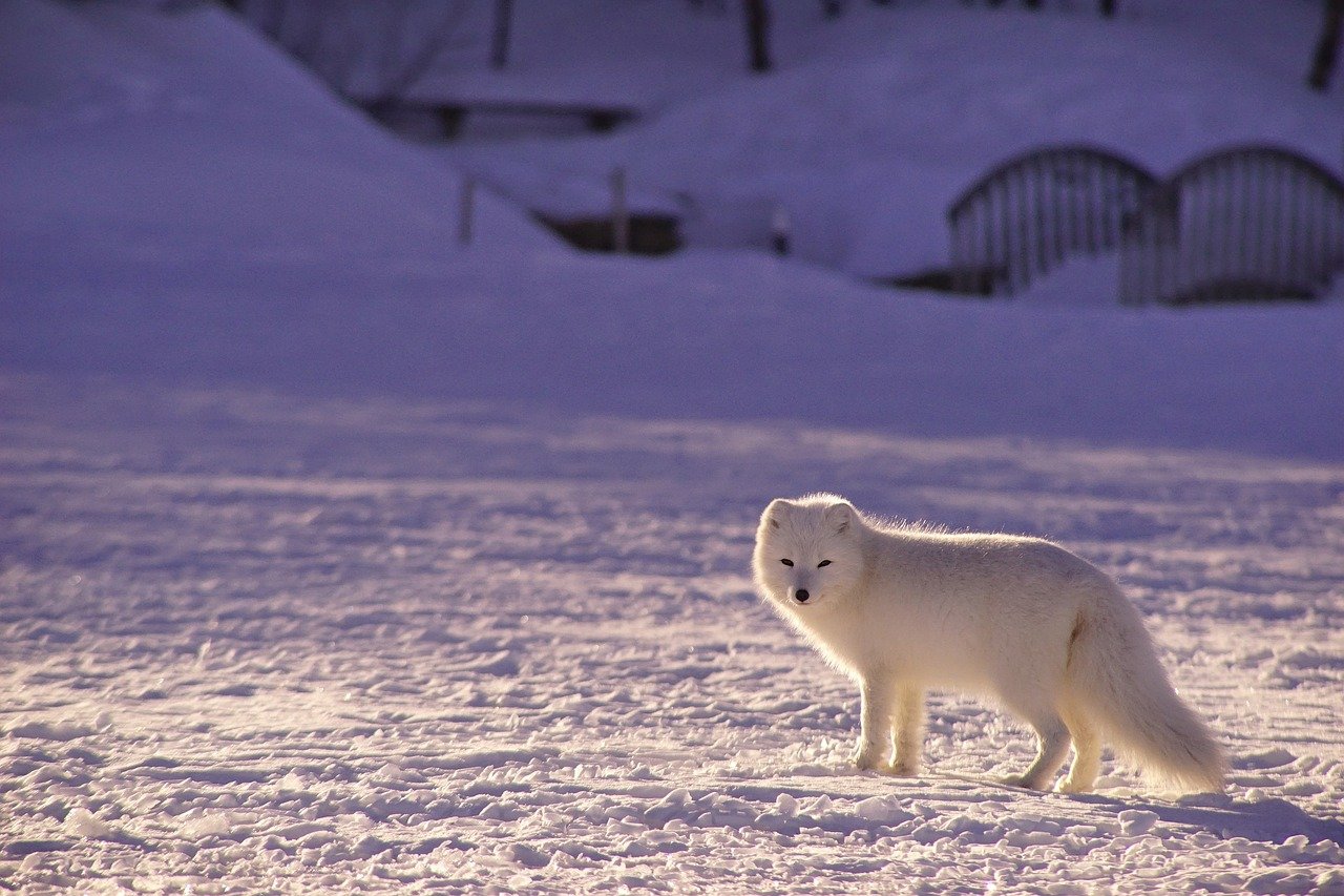 The Wild Arctic Event at Wild Ireland, Donegal