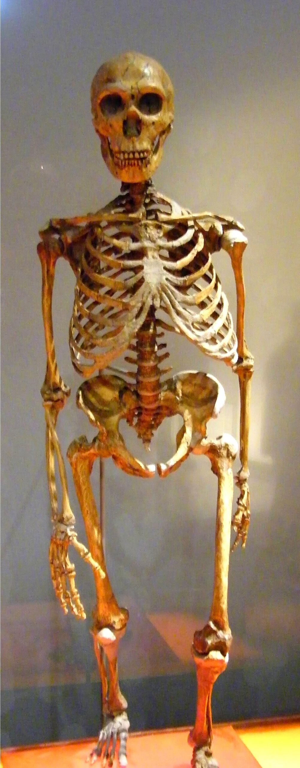 Introduction to Neanderthals: Ancestors or Relics?