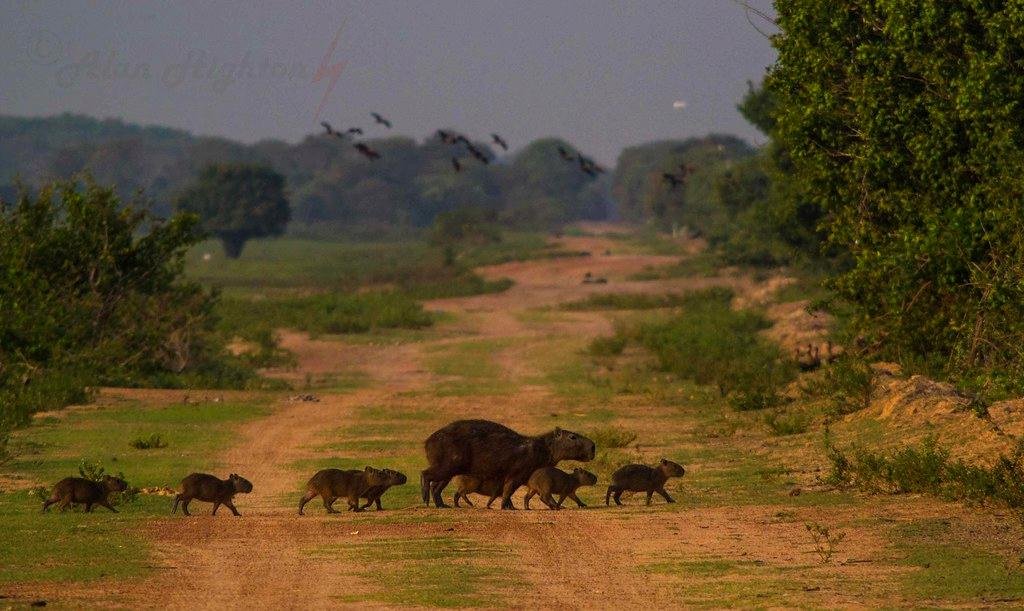 Los Llanos, Colombia