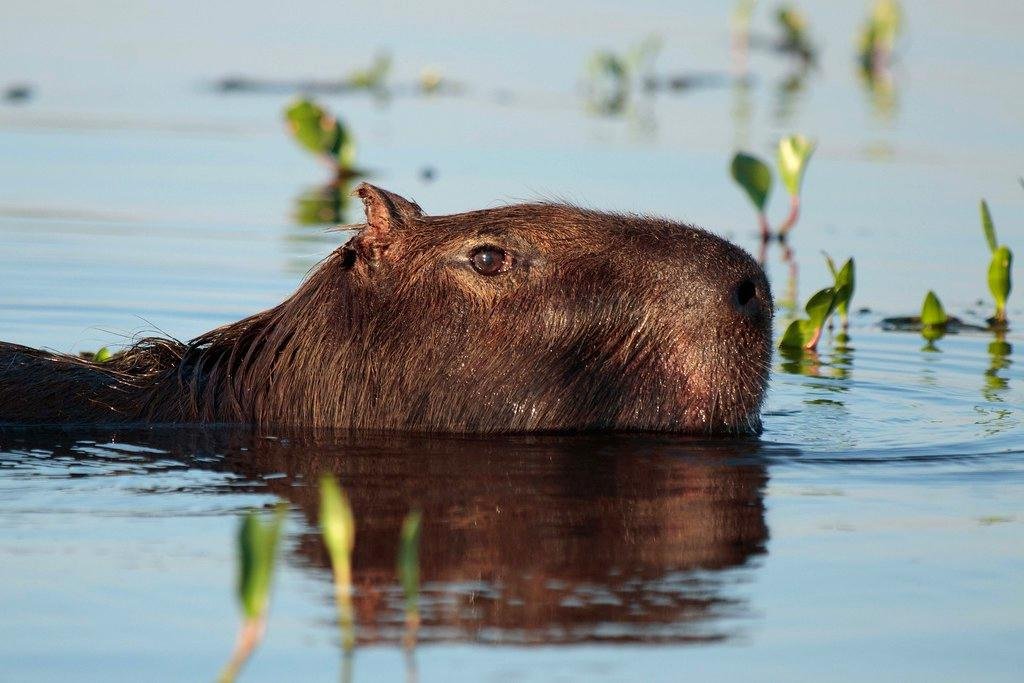 Human Interactions and Conservation Status