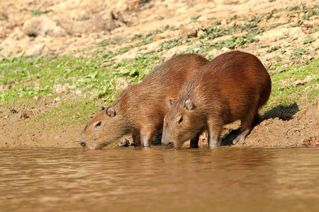 Feeding Habits and Ecological Impact