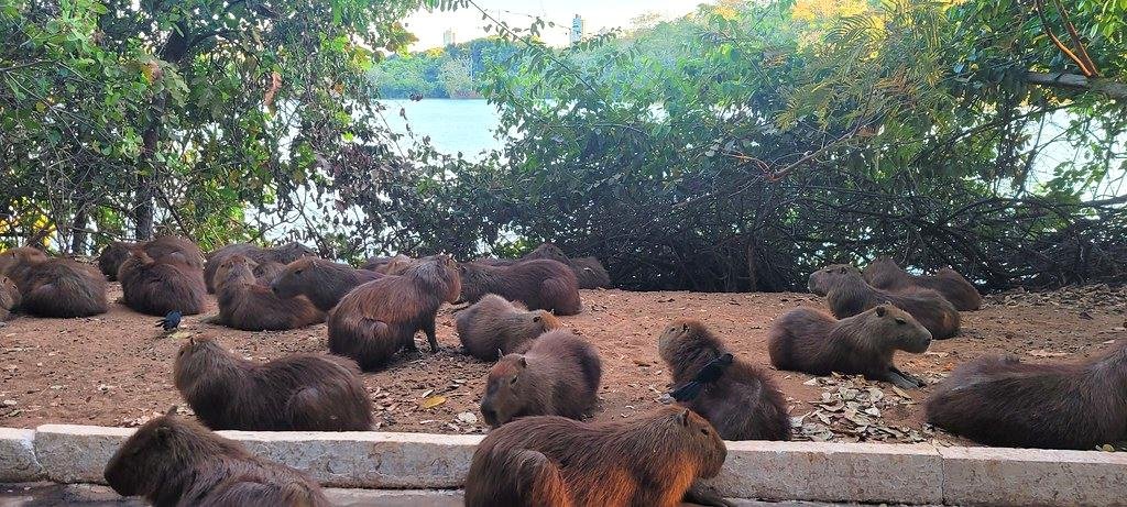 Capybaras in Urban Environments