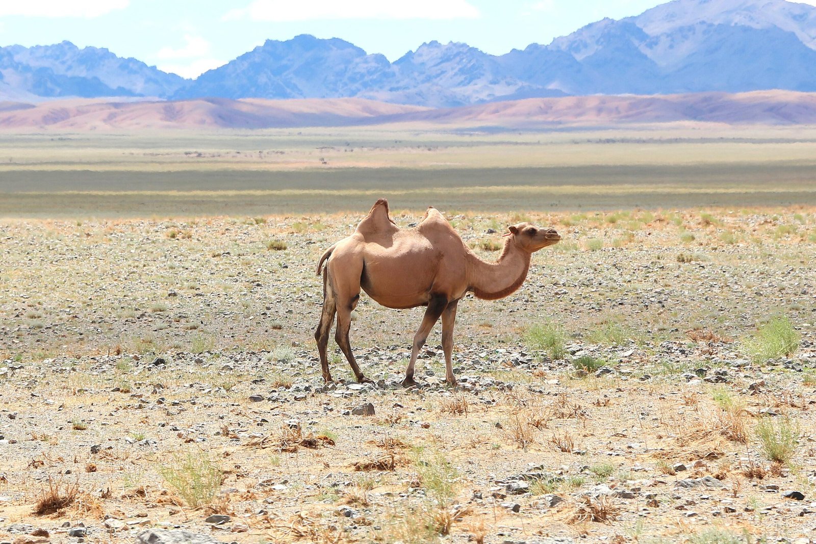 The Gobi Desert: Chilled Wasteland