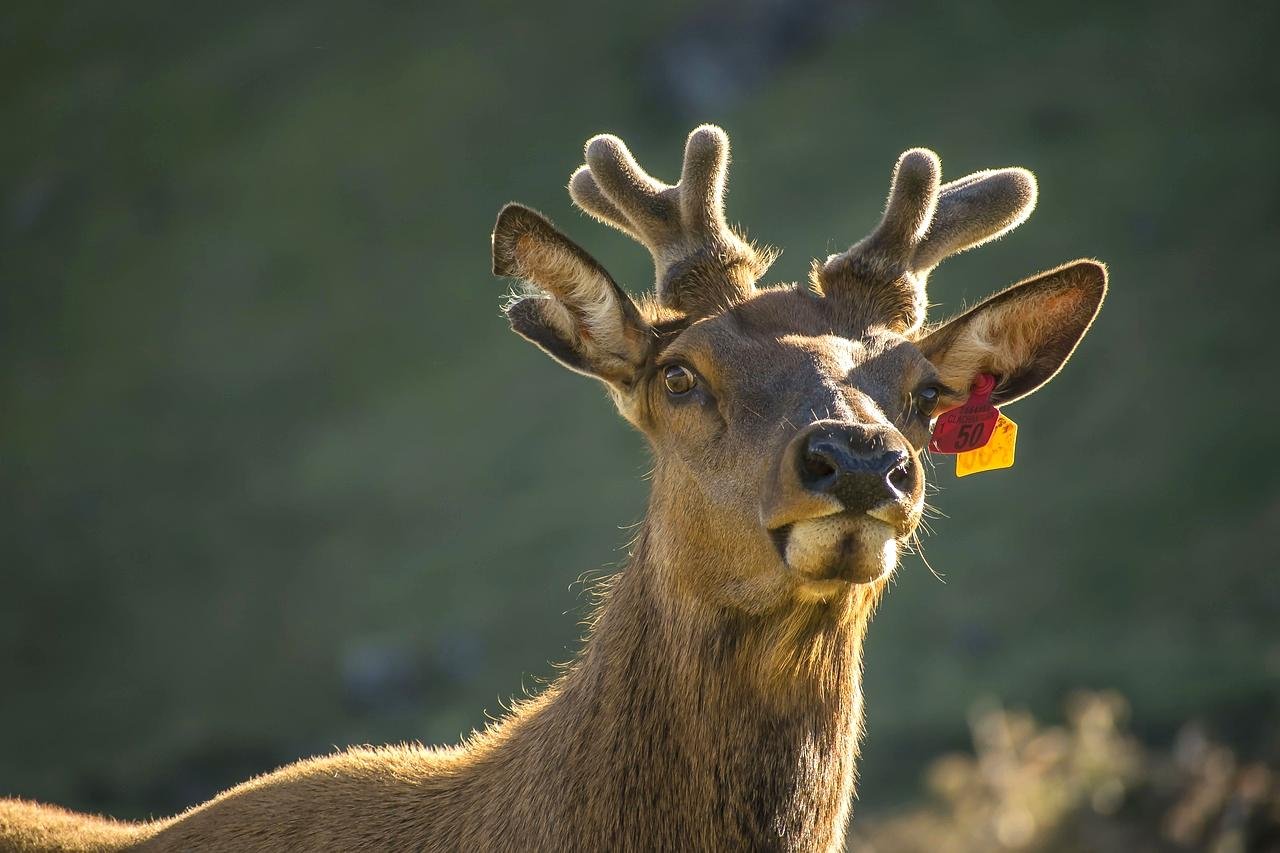 Reindeer: Santa’s Trusty Companions