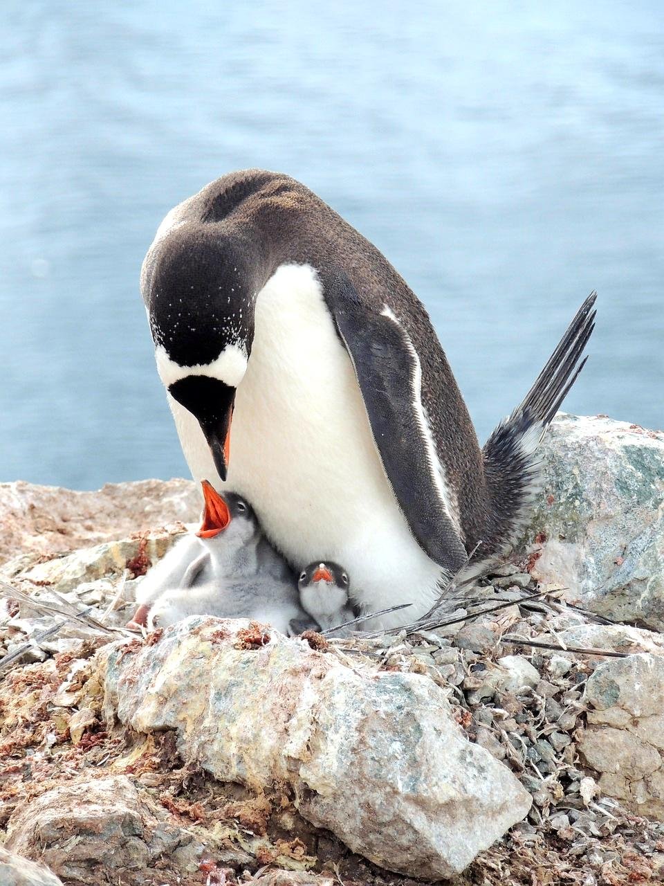 Penguin: The Charming Marchers