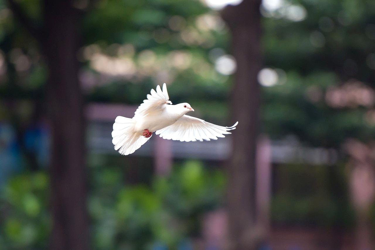 Turtle Dove: Ambassadors of Devotion