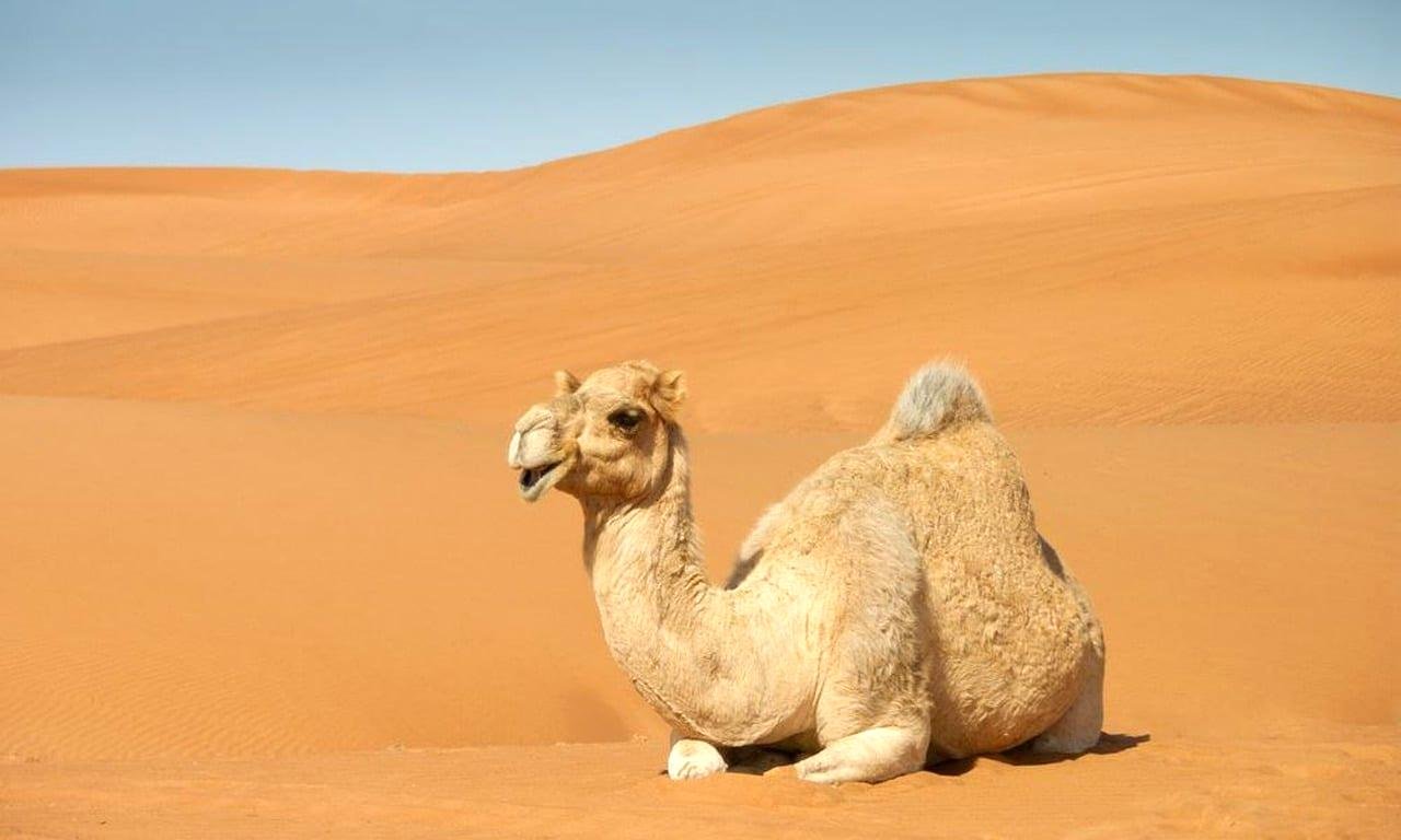 Camel: The Caravan of Wisdom