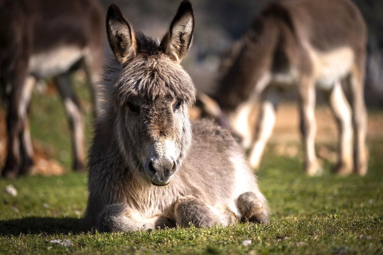 Donkey: The Humble Retainer