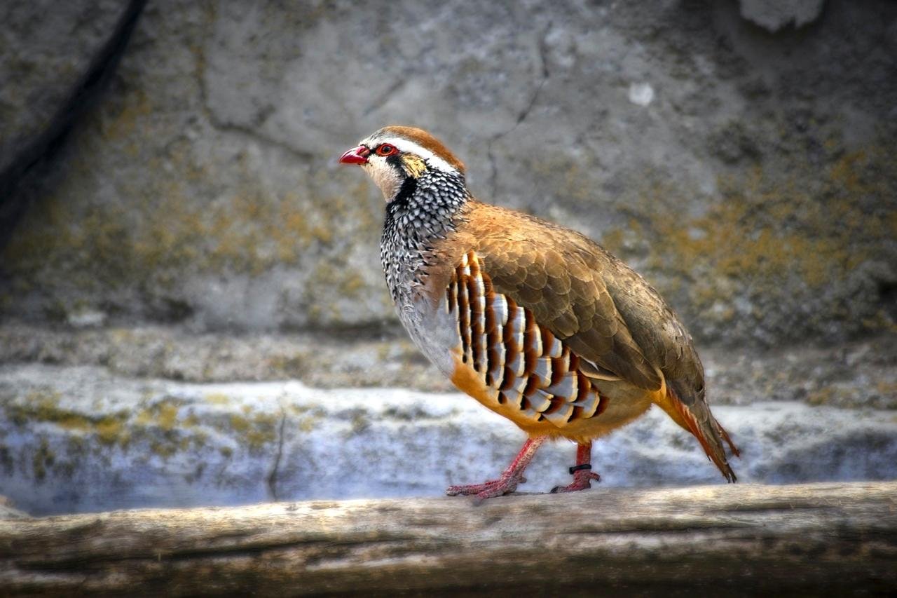 Partridge: The Gift of Love
