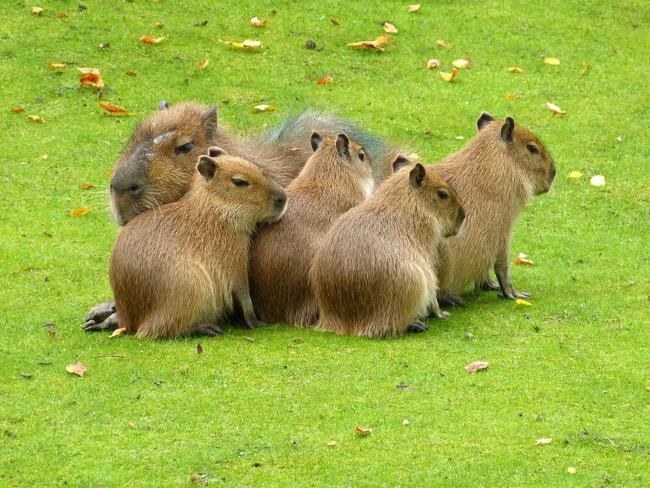 Social Structure Influences on Ecosystem Dynamics