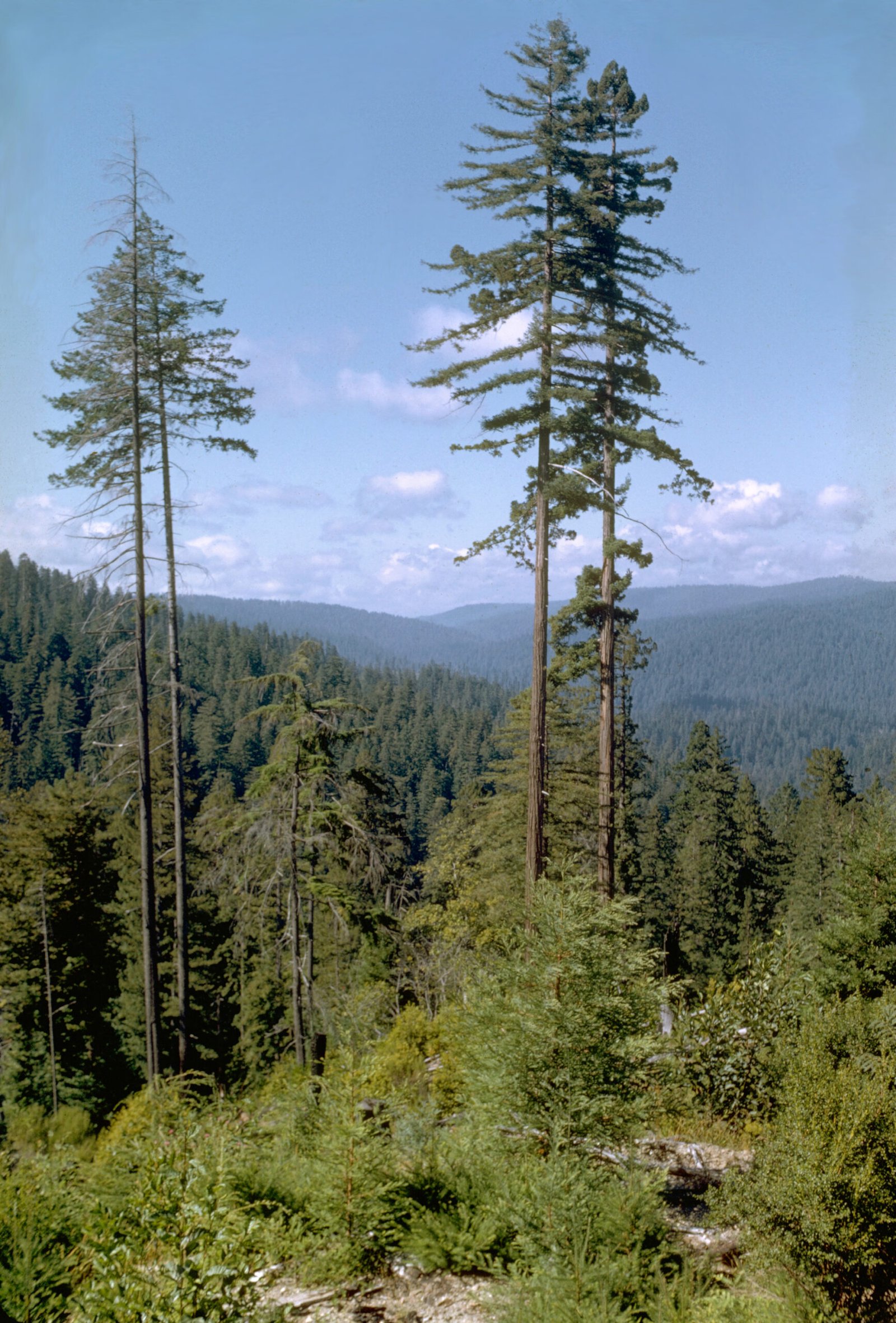 Hyperion, California, USA