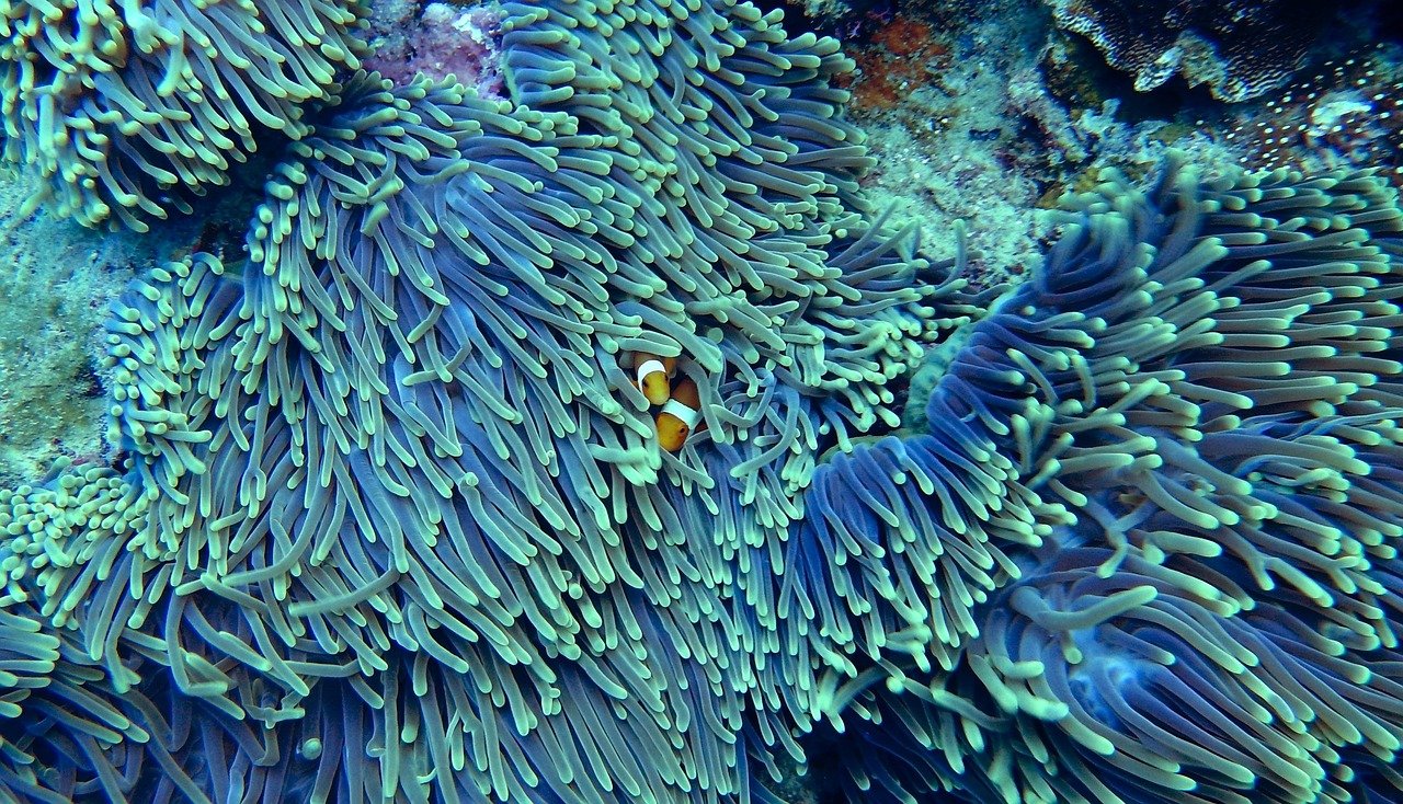 Coral Reef Damage from Sunscreen