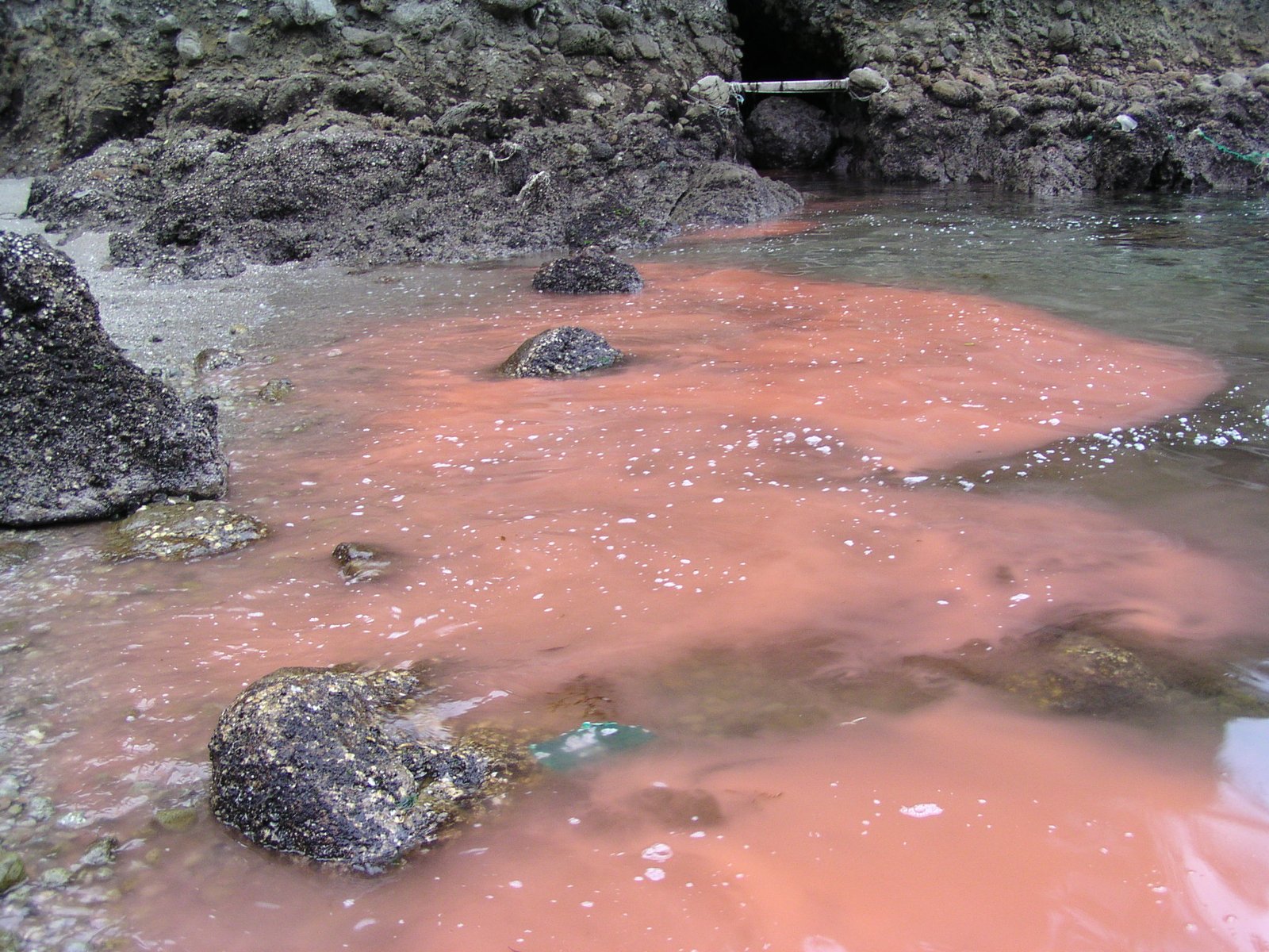 Red Tide and Harmful Algal Blooms
