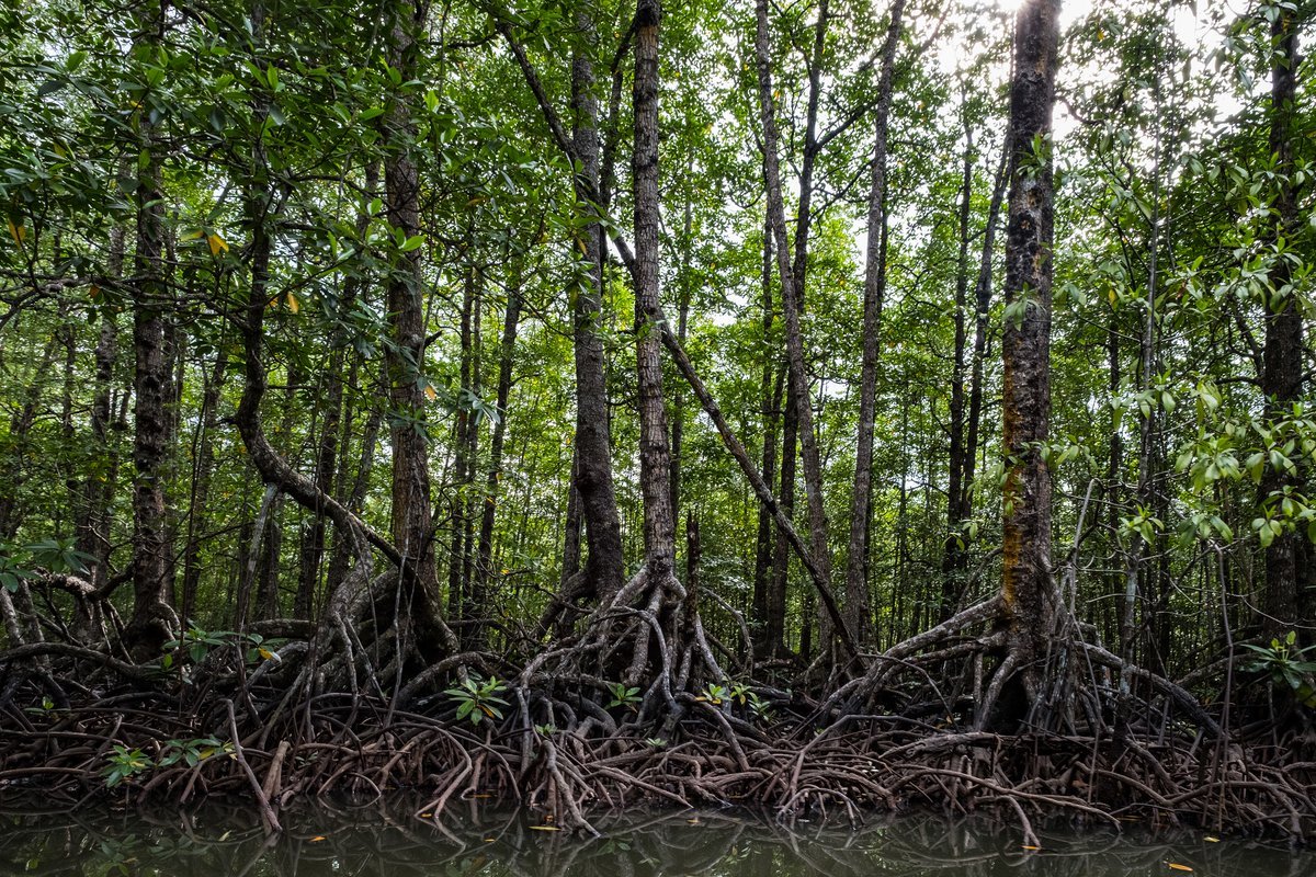 Loss of Mangroves