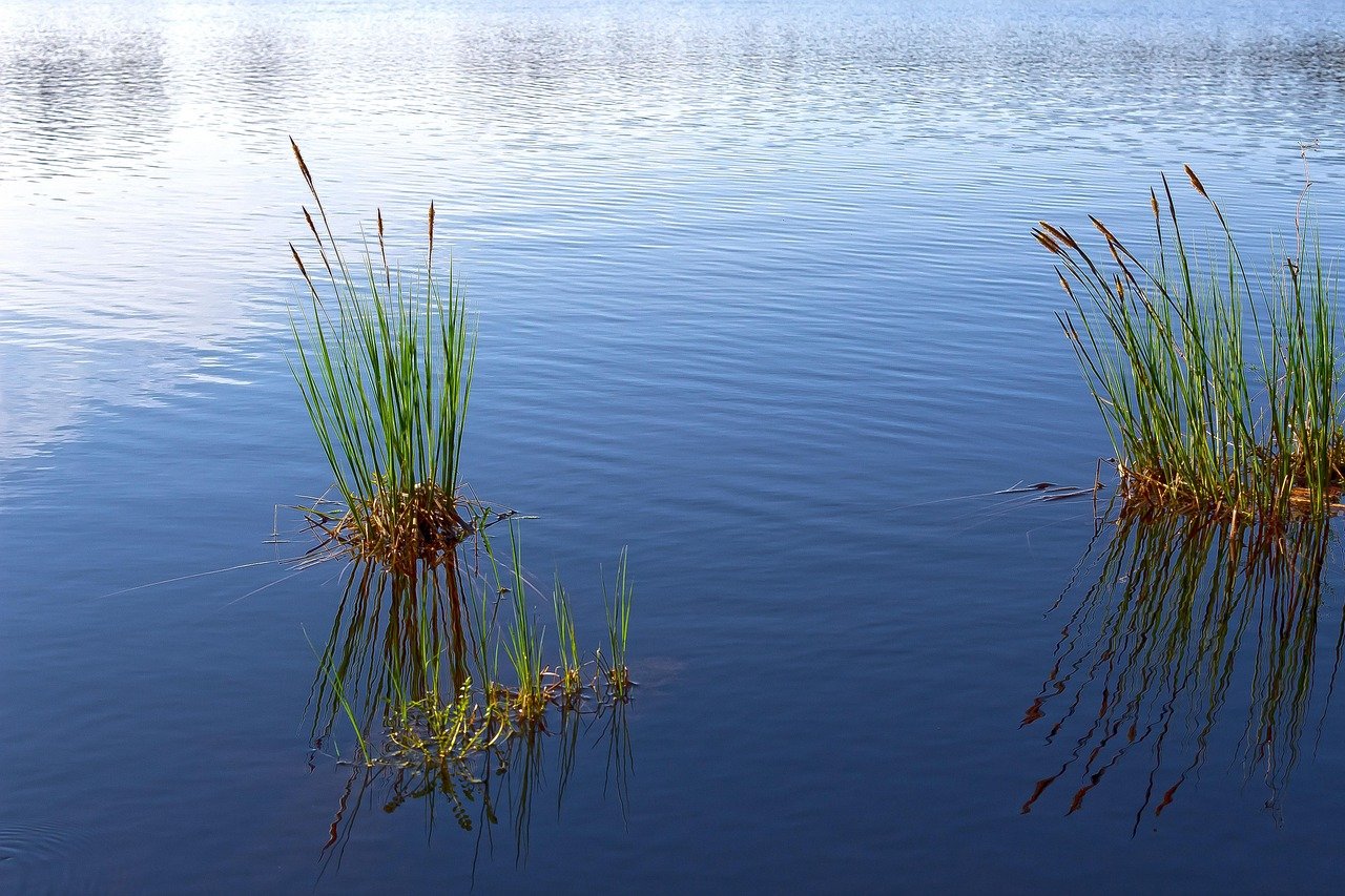 Loss of Seagrass Beds