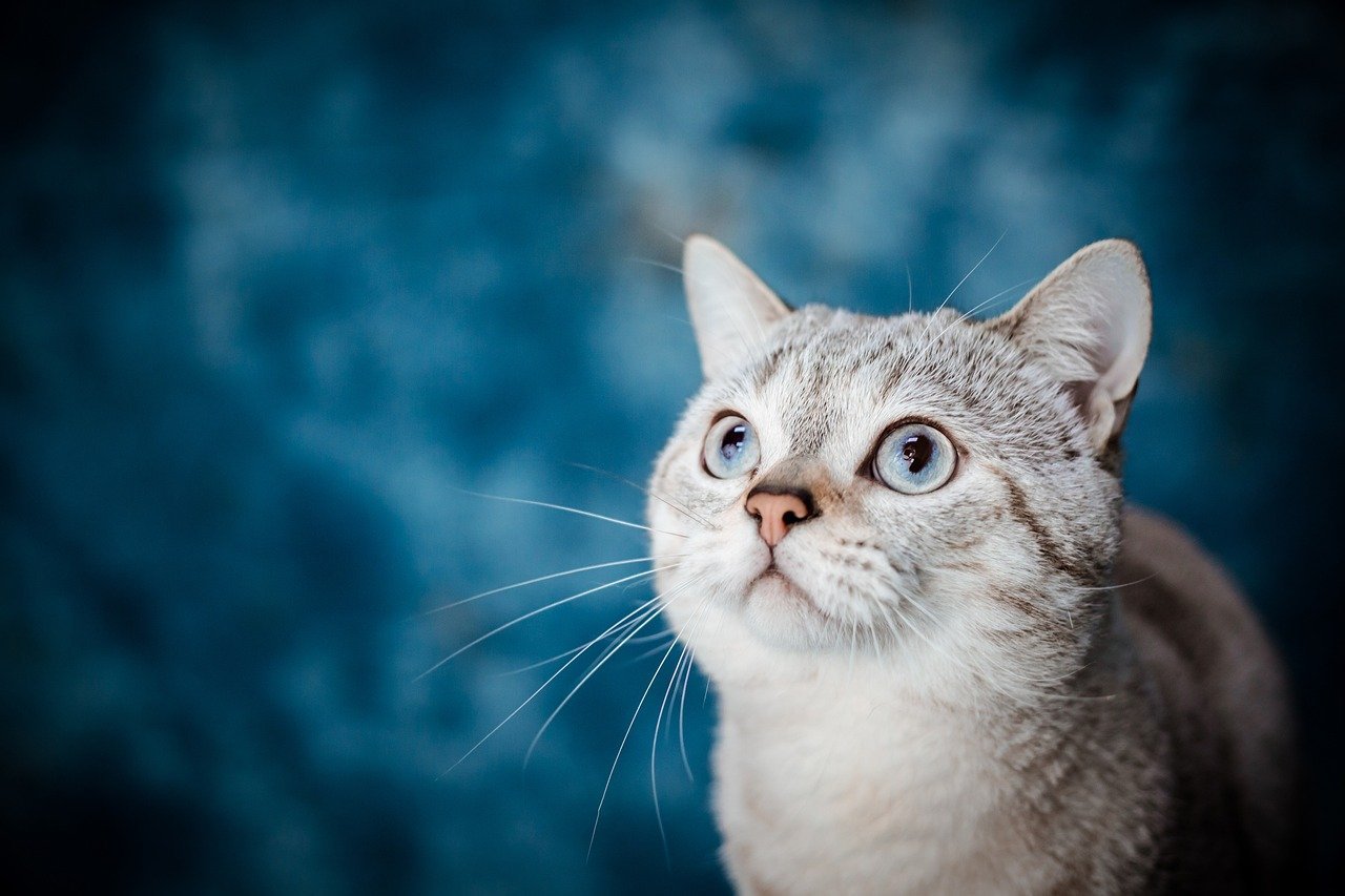 Pet Fees