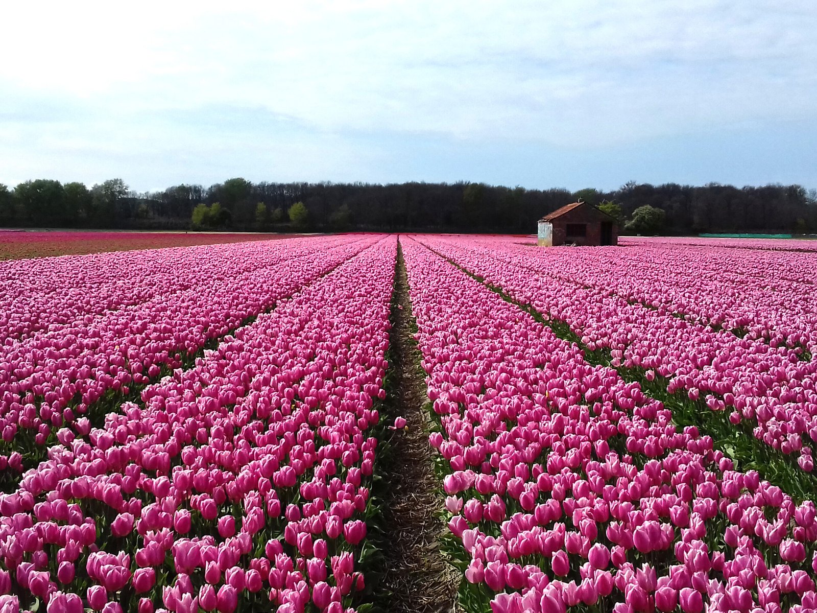 Skagit Valley Tulip Fields (Washington) 🌷🌼