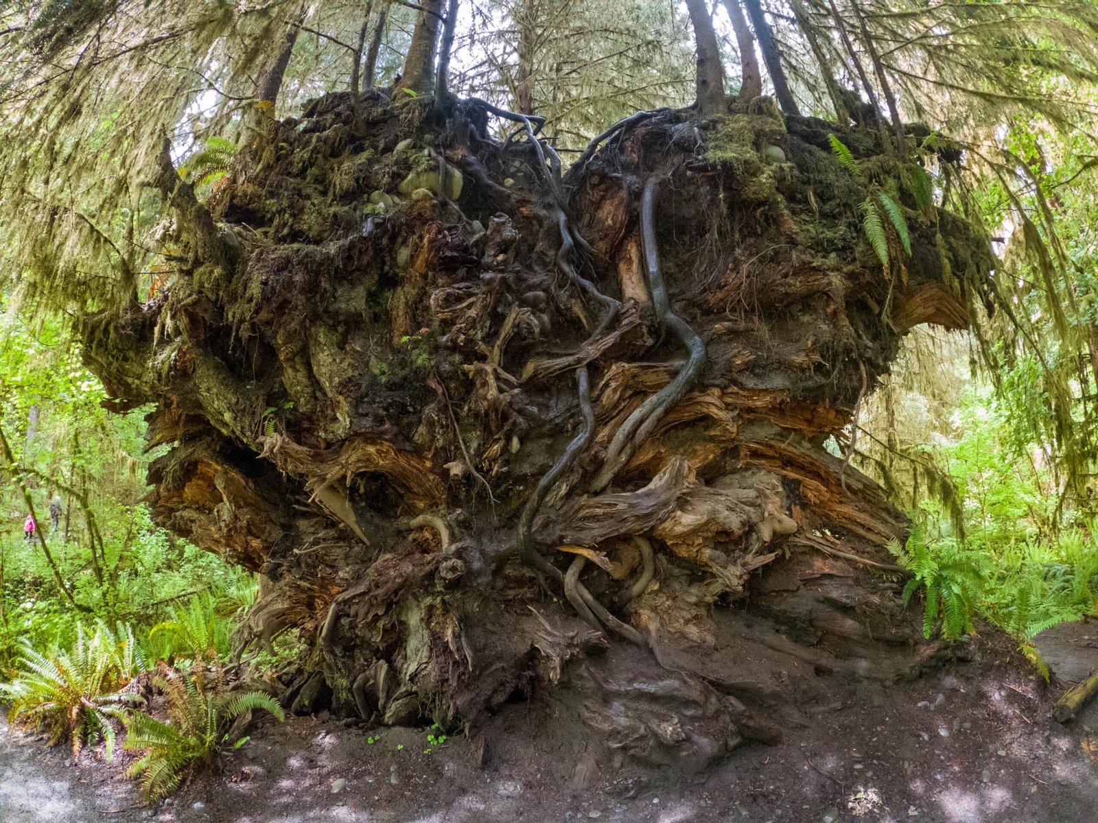 Hoh Rain Forest Trail (Olympic National Park, Washington)