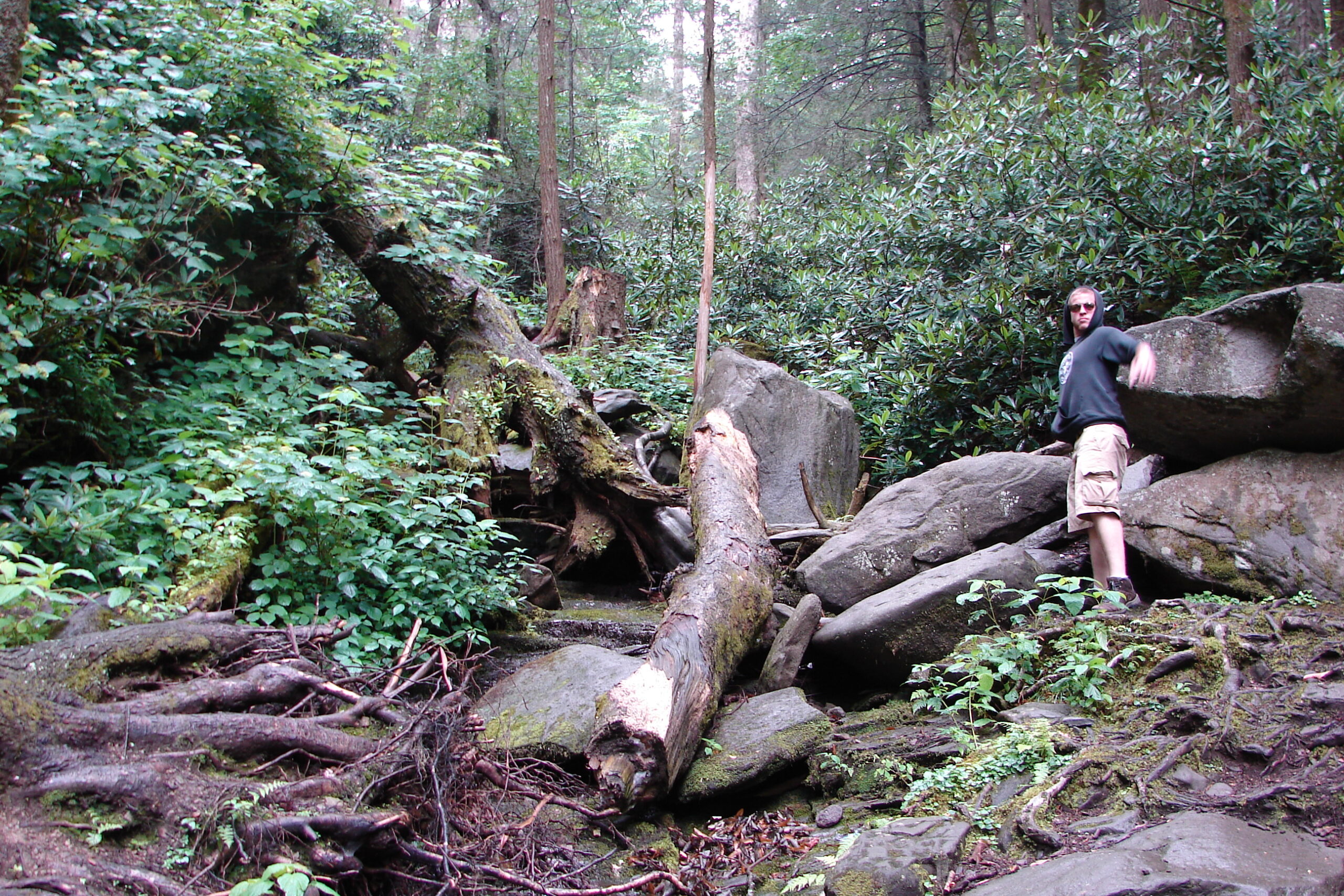 12 Underrated Forest Trails in the U.S. for a Breath of Fresh Air