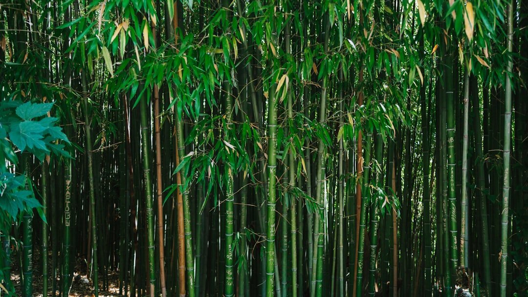 2. Planting Bamboo (Image Credits: Unsplash)