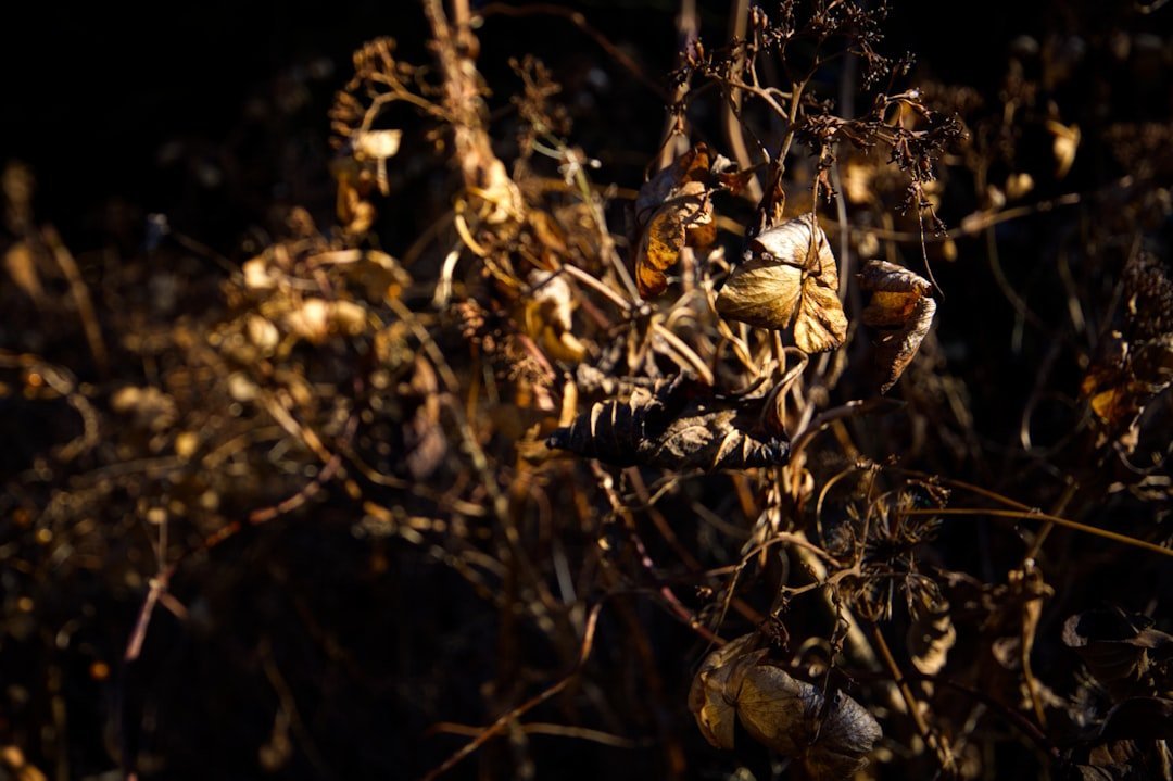 15. Leaving Dead Plants or Vegetation in Place (Image Credits: Unsplash)