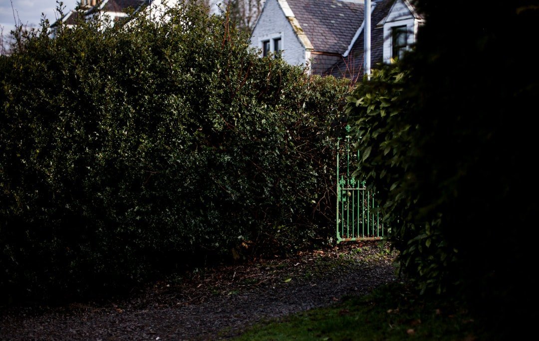 19. Letting Hedges or Shrubs Exceed Height Limits (Image Credits: Unsplash)