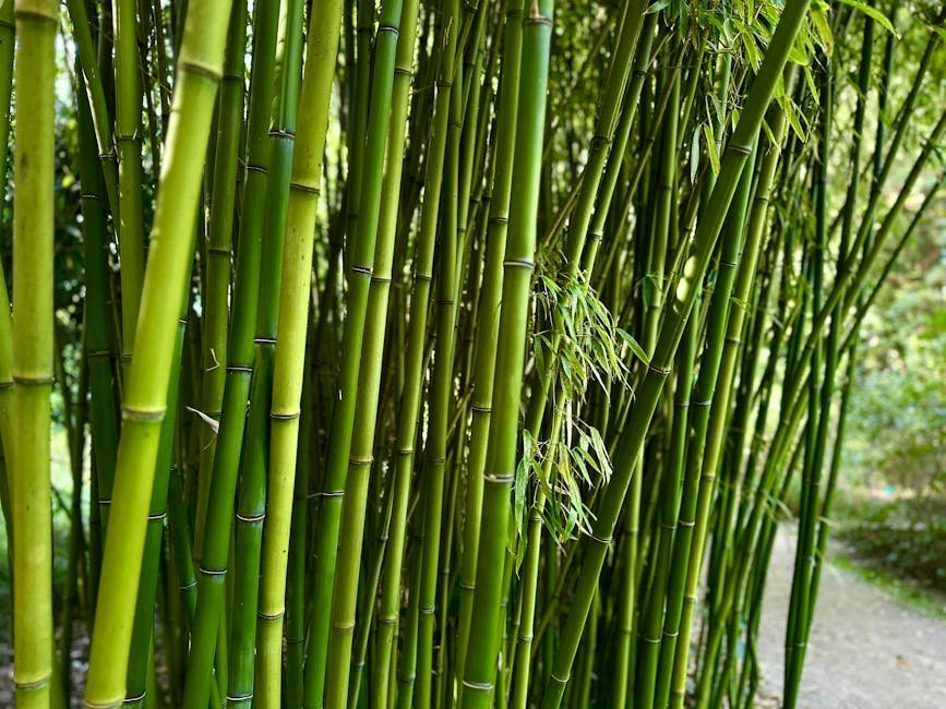 1. Running Bamboo (Image Credits: Pexels)