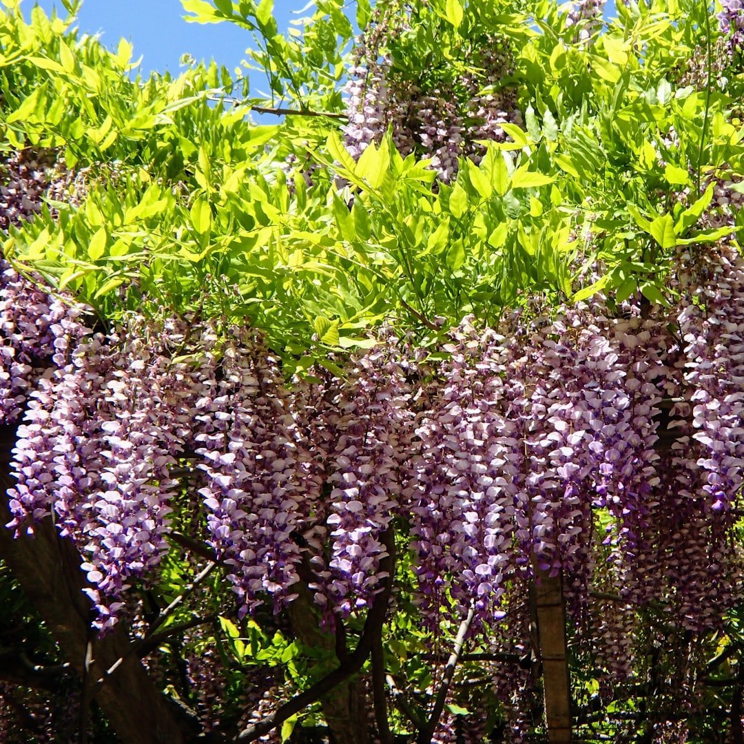 2. Chinese Wisteria (Image Credits: Unsplash)