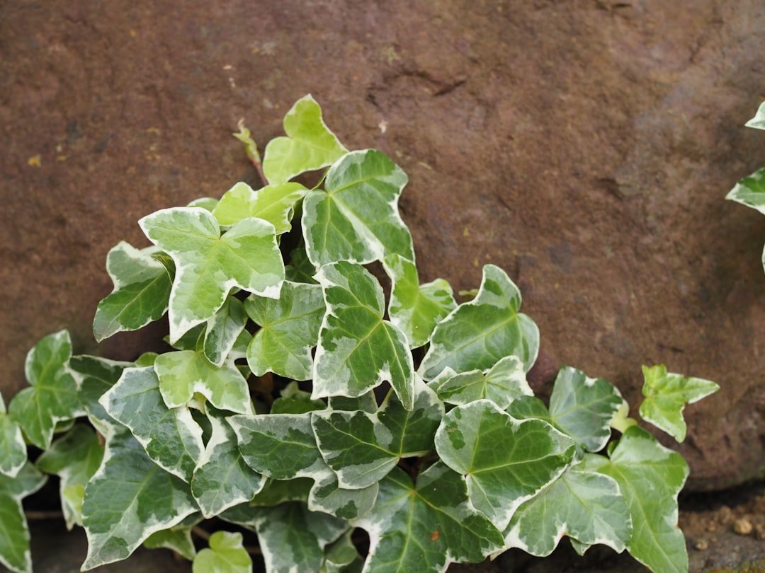 4. English Ivy (Image Credits: Unsplash)