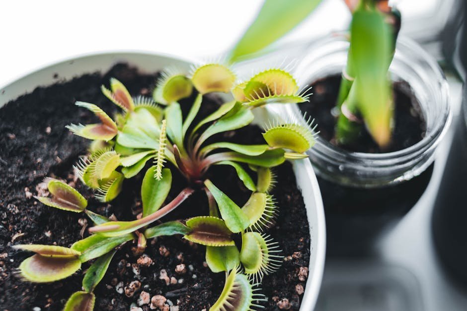 6. Venus Fly Trap (Image Credits: Pexels)