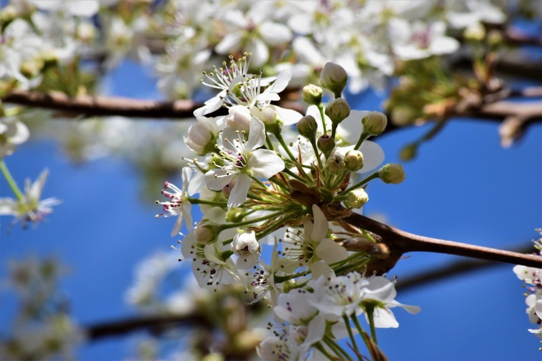 9. Bradford Pear Tree (Image Credits: Unsplash)