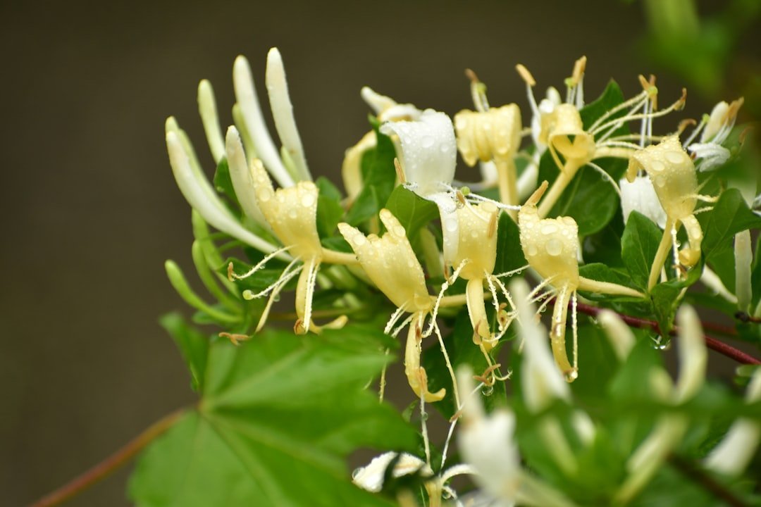 11. Japanese Honeysuckle (Image Credits: Unsplash)