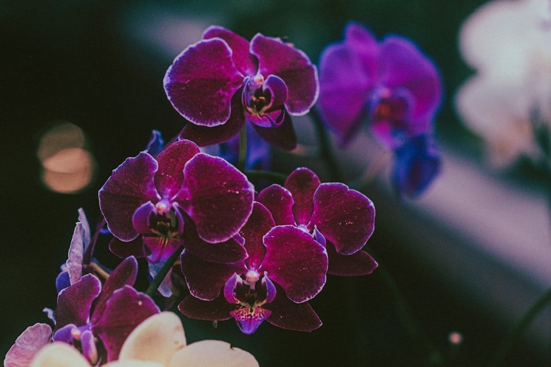12. Phalaenopsis Orchid (After the First Bloom) (Image Credits: Unsplash)