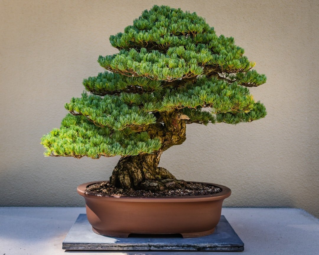 13. Bonsai Trees (Gift-Center Varieties) (Image Credits: Unsplash)